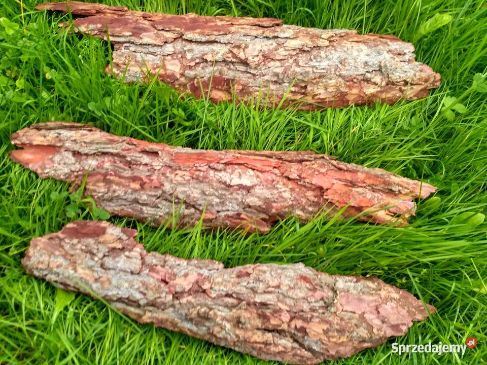 Kora płaty modrzew duże kawałki podstawa stroik Pozostałe Lubawka