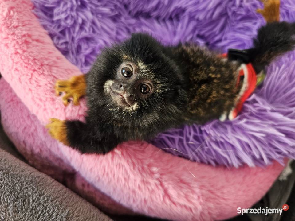 Tamaryna złotoręka Samiczka Kutno