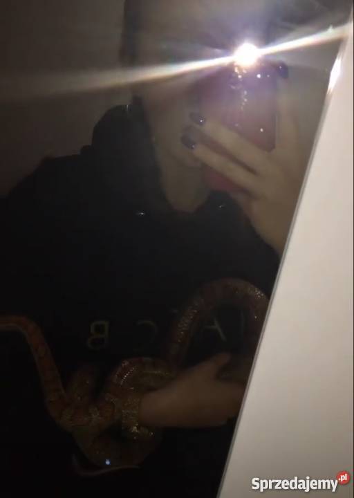 Wąż zbożowy Gady i płazy Poznań