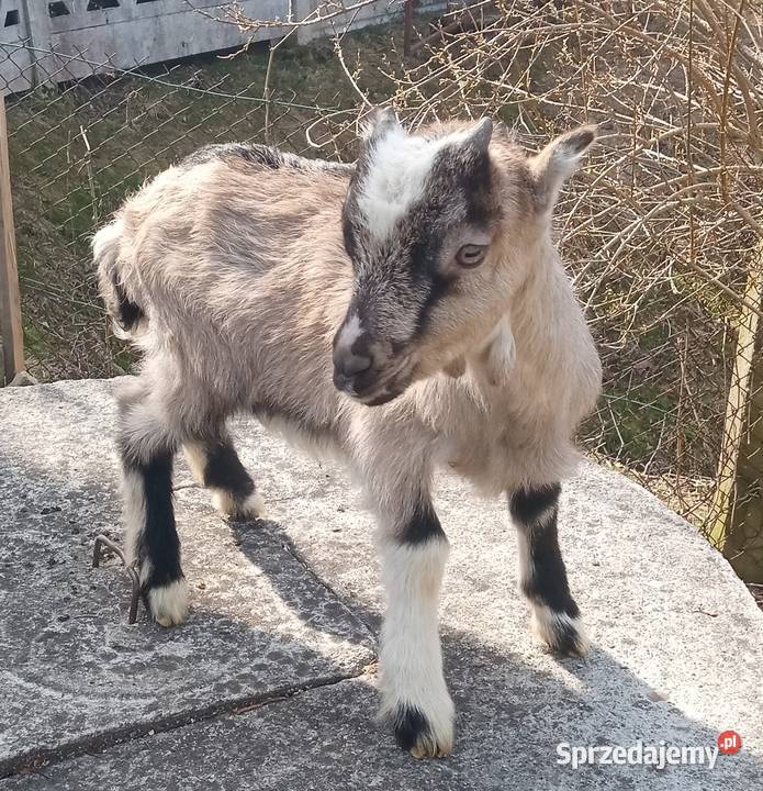 Sprzedam koziołka LaMancha ojcu rasowym Raba Wyżna