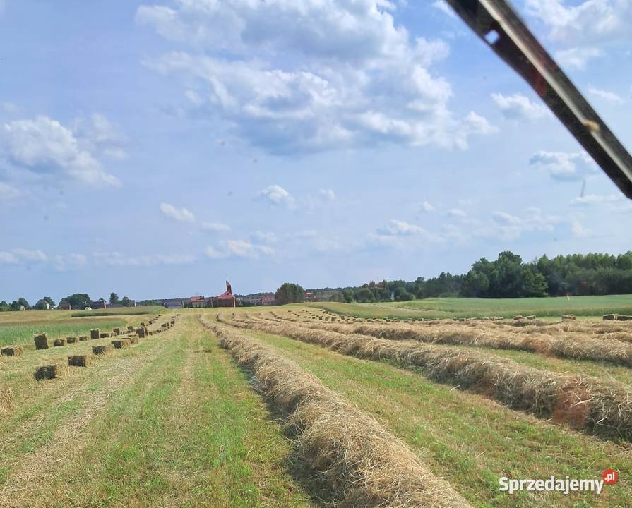 Siano w kostkach zbiór 2025 Winowno