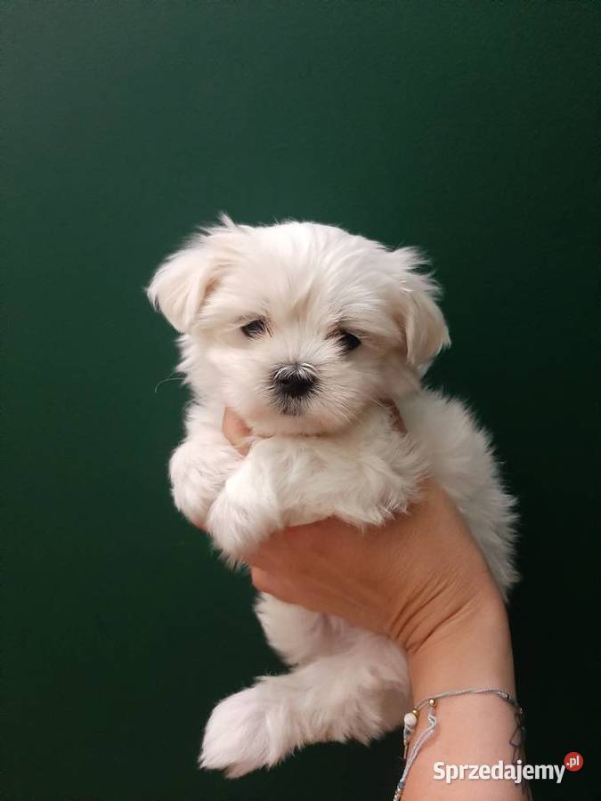 Maltańczyk ZHPR rodowód dostępne zaraz Kraków