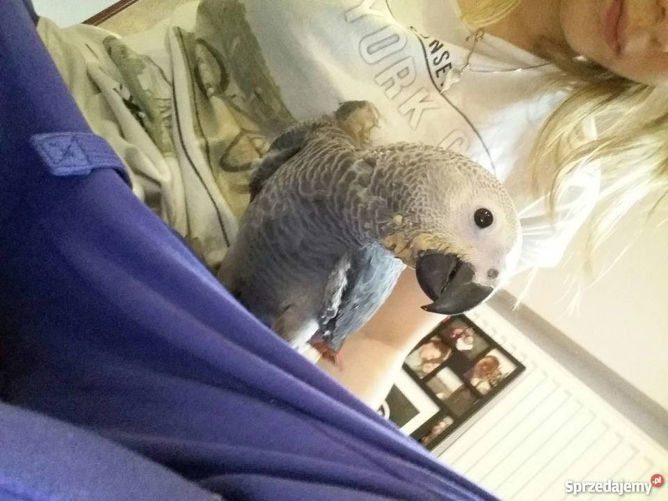 Żako Papuga Pozostałe Łódź