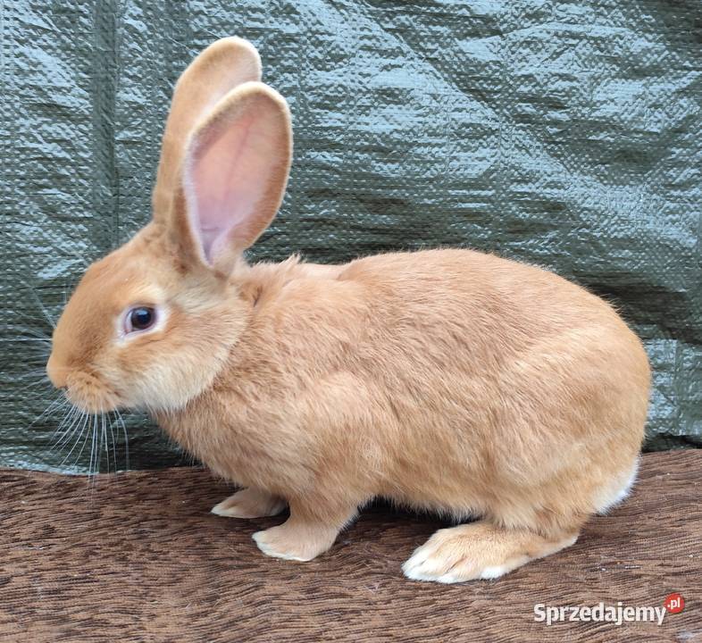 Samiec Burgundzki Bu Zadzim