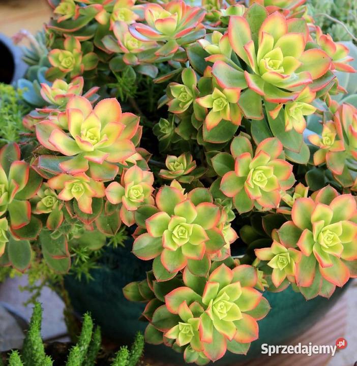 Aeonium piękny sukulent na taras do oranżerii Brzegi