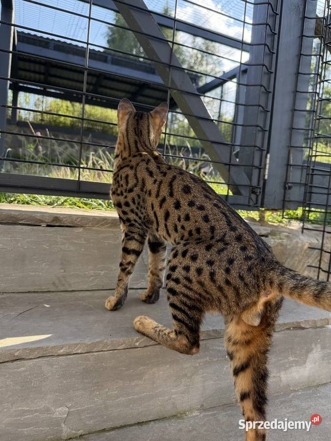 Uroczy samiec Savannah F6 Kraków