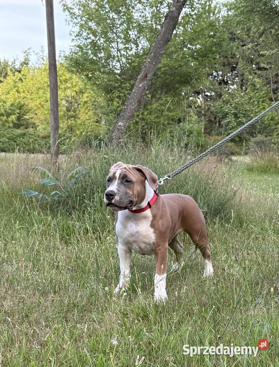 Amstaff FCI gotowy do odbioru szczeniak Gdańsk