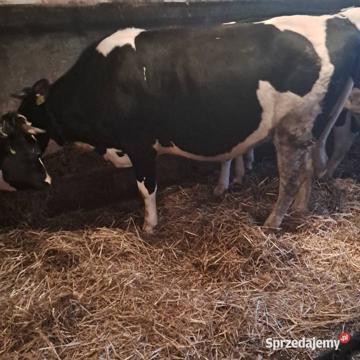 Sprzedam jałówki cielne Pępowo