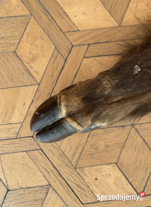 Skóra z dzika sprzedam