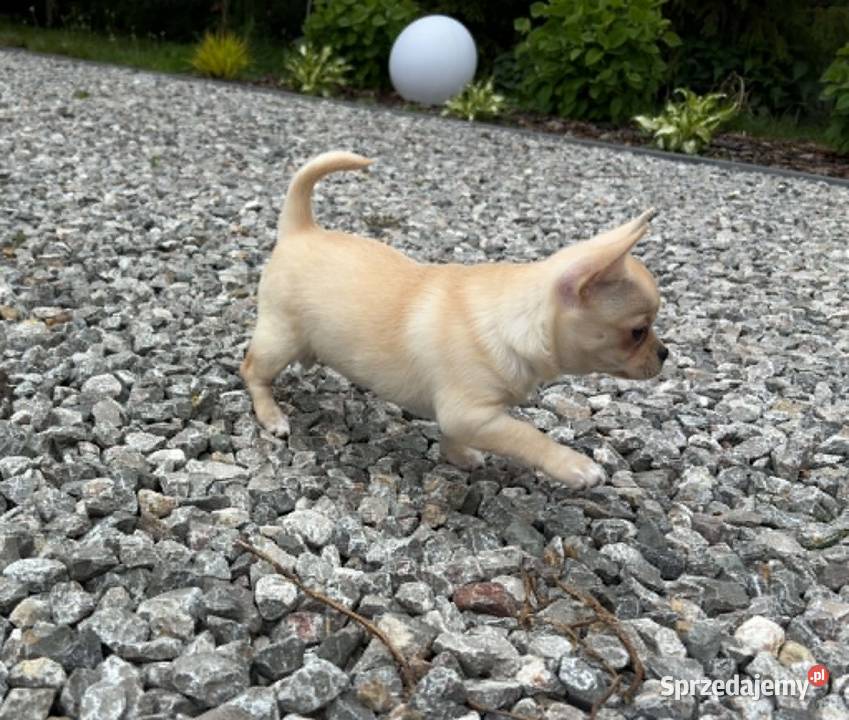 CHIHUAHUA PIĘKNA KREMOWA SUNIA Warszawa