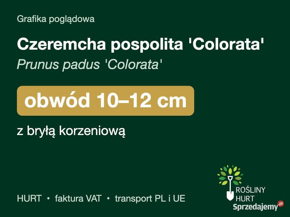 Czeremcha pospolita Colorata obwód 1012 z bryłą wielkopolskie