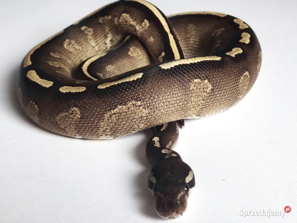 Wąż Pyton królewski GHI BlackHead Phantom Python mazowieckie Warszawa