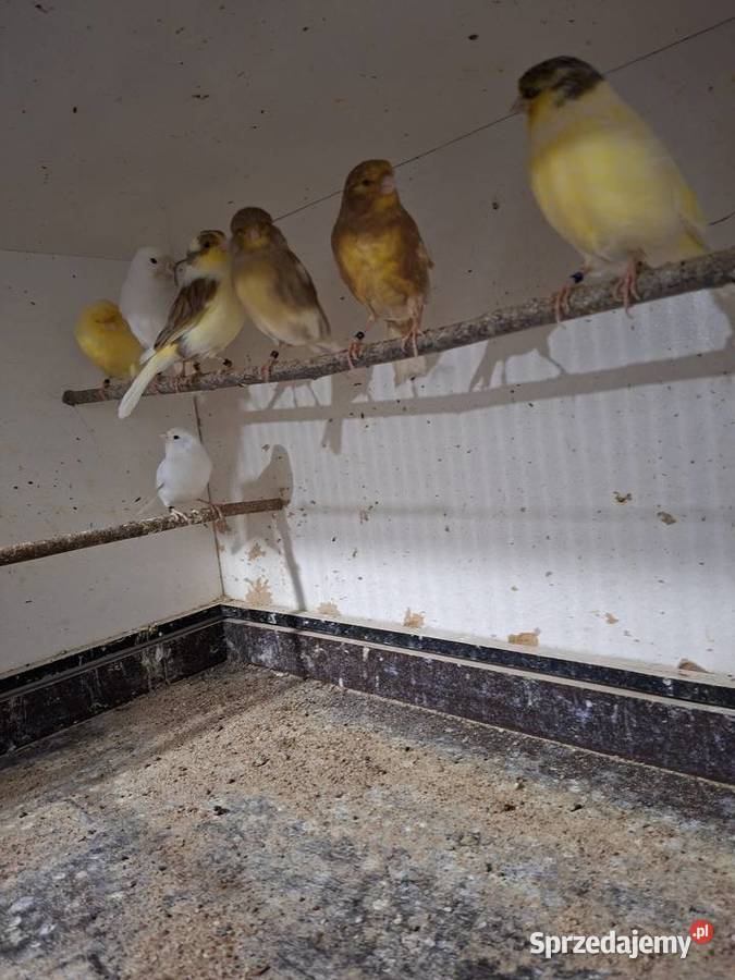 Kanarek gloster sprzedam