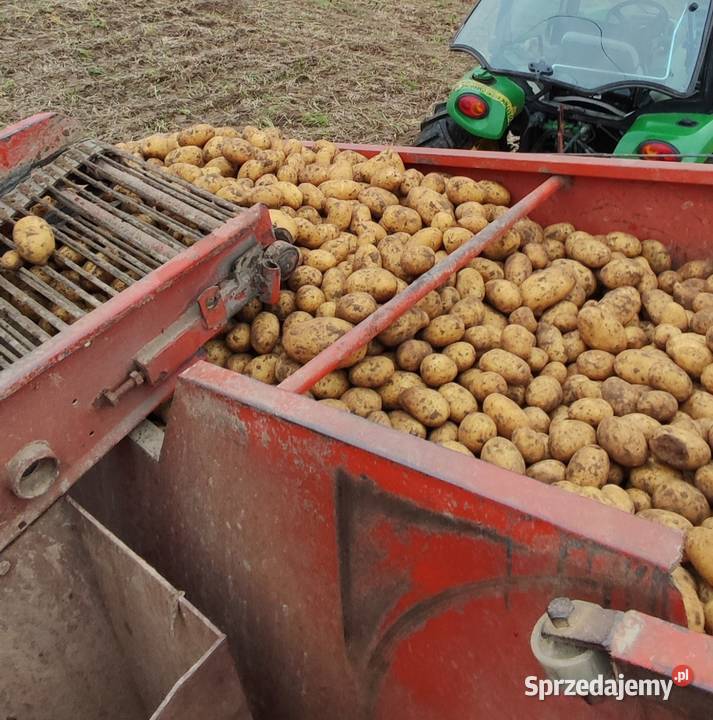 Ziemniaki Queen Anna Vineta Jarząbkowice sprzedam
