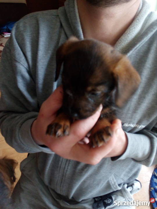 Oddam szczeniaczki Grudziądz sprzedam