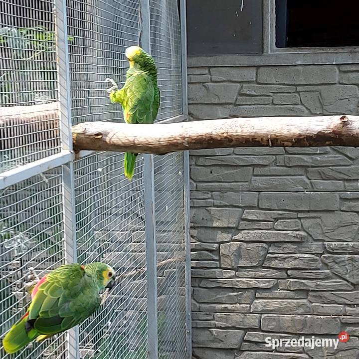 Amazonka niebieskoczelna aleksandretta chińska