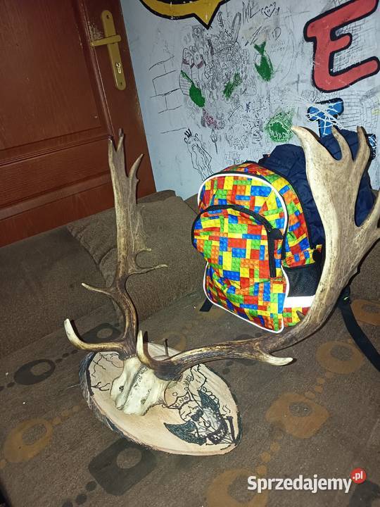 Sprzedaję poroże z Daniela odbiór osobisty Chocianów