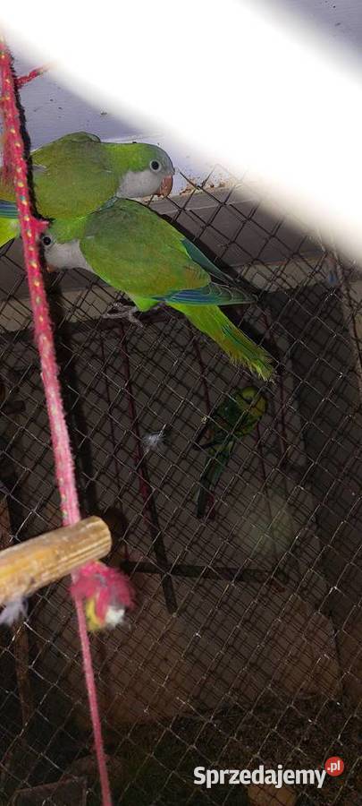 Mnichy nizinne Łużna sprzedam