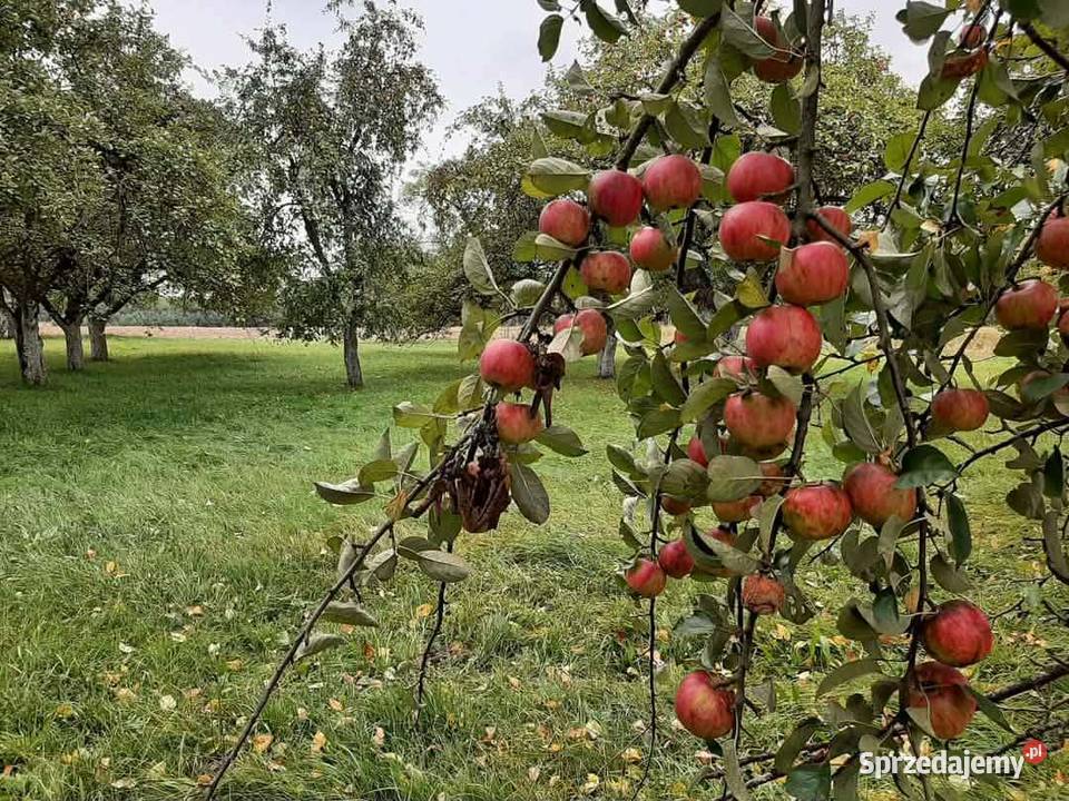 100 NATURALNY SOK JABŁKOWY PROSTO Z WŁASNEGO Jaczno