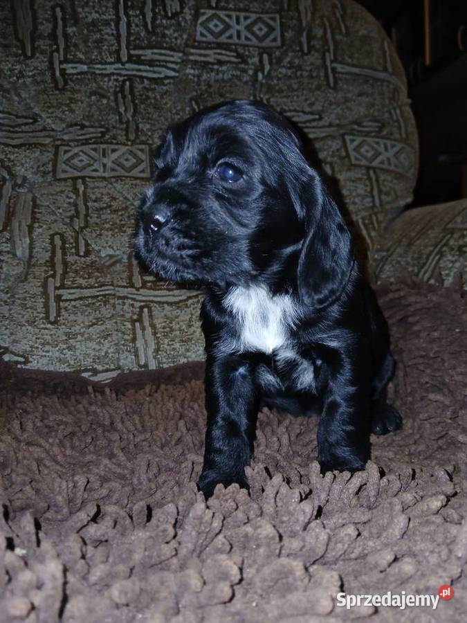 Śliczne Szczenięta Cocker Spaniel Angielski Sieradz sprzedam