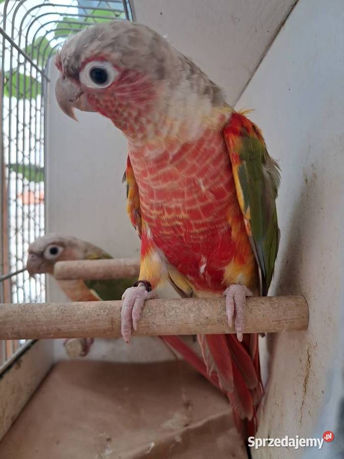 RudosterkaRudosterki Tryńcza