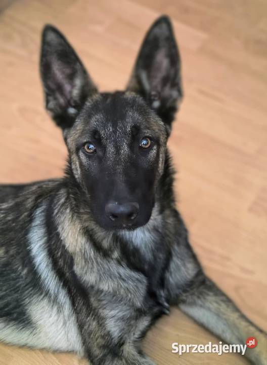 Riko owczarek belgijski malinois Lublin