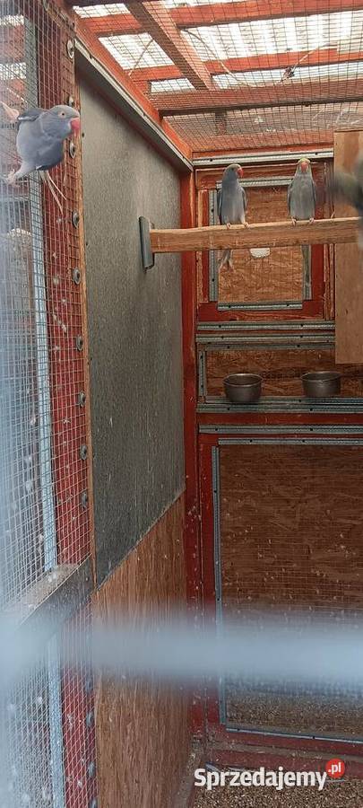 Aleksnadretty obrożne z 2025r rożne mutacje