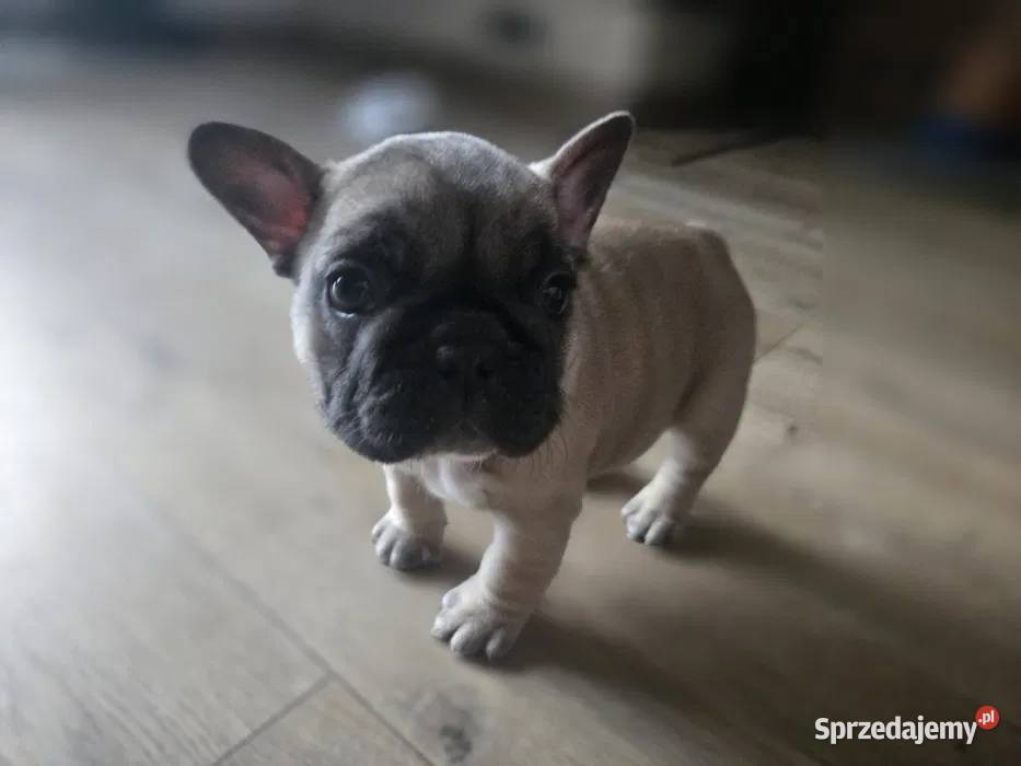 Buldog Francuski Suczka Spokojny Charakter Łódź