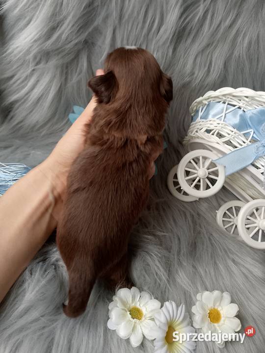 Piękny czekoladowy piesek