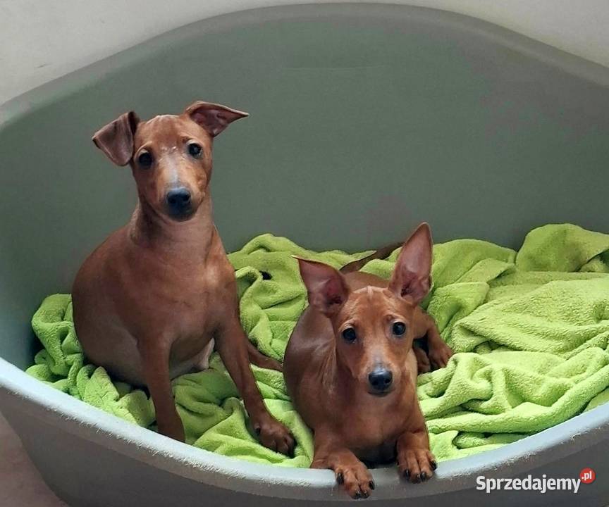 Pinczer pinczery pinczerki miniaturowe z pomorskie Chojnice