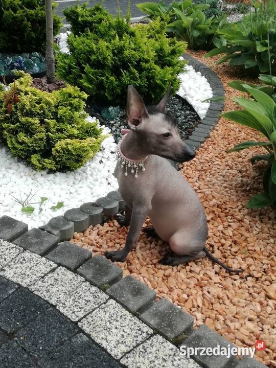 Nagi pies meksykański Radomsko