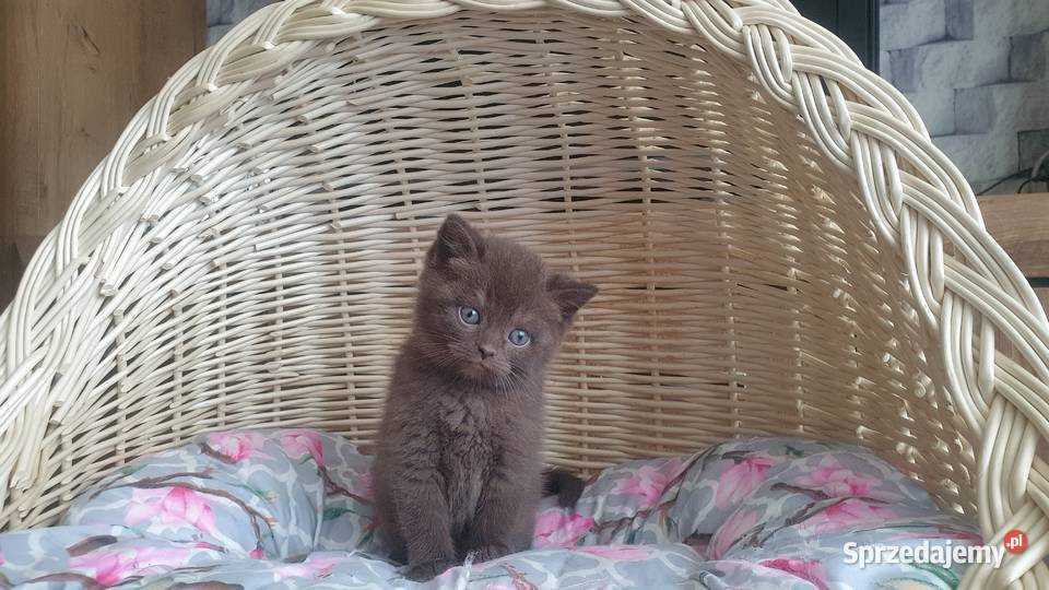 Kotka Brytyjska brązowa śląskie Katowice