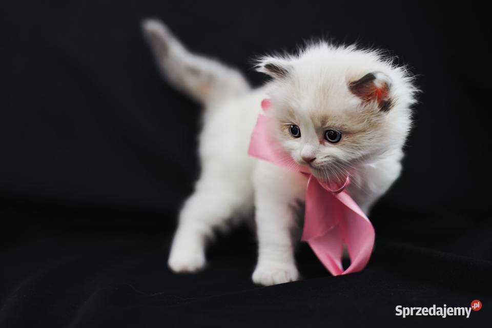 Piękna koteczka ragdoll warmińsko-mazurskie Nidzica