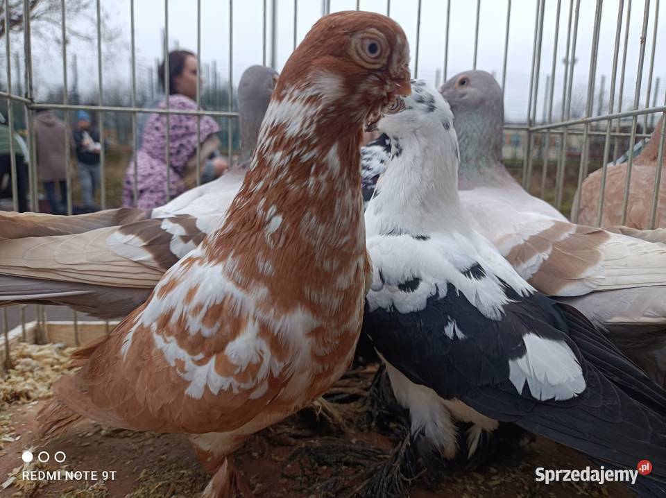 Motyl warszawski mazowieckie Kuczbork-Wieś