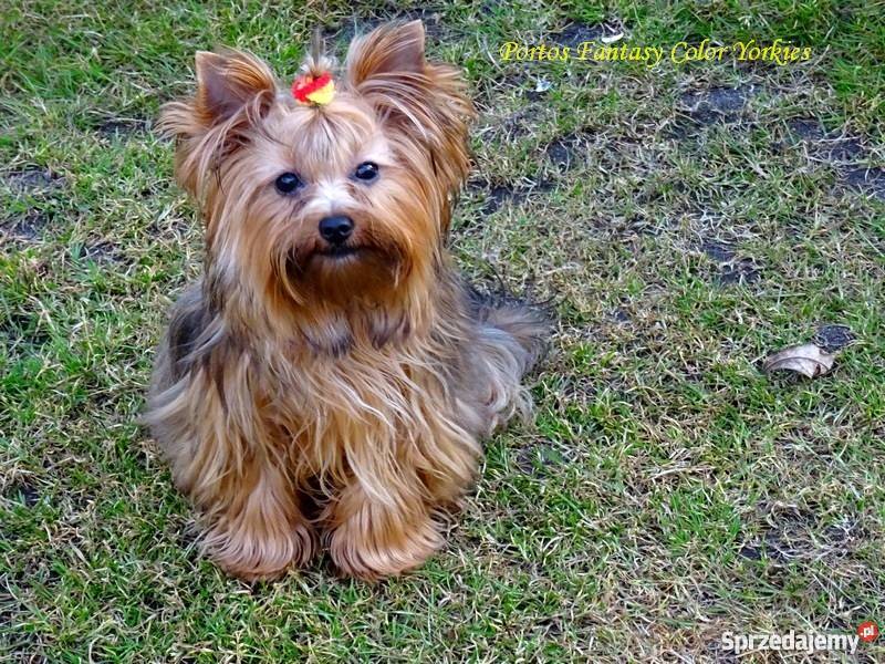 Yorkshire TerrierIdealny piękny Yorczek Krapkowice