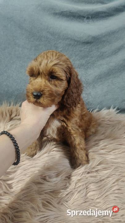 Szczeniak Cockapoo Warszawa