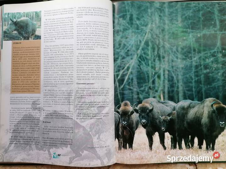 Białowieża pierwotna puszcza Europy twarda podkarpackie Mielec