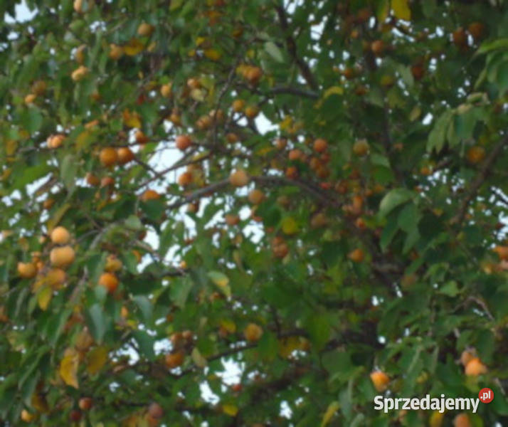 HURMA AMERYKAŃSKA Diospyros Kaki sadzonki w Ustronie sprzedam