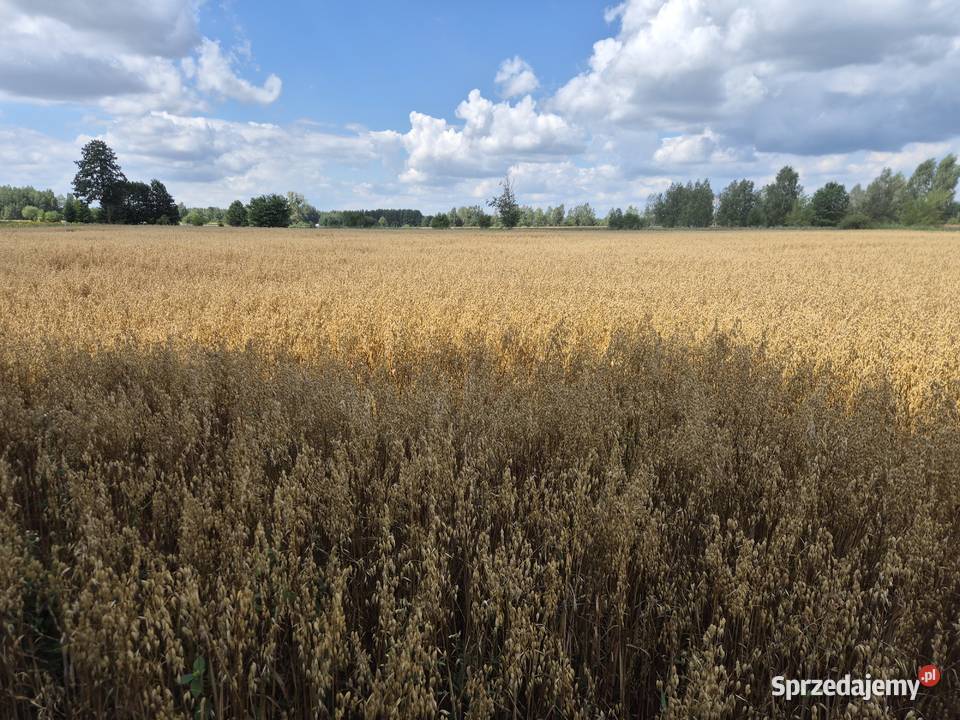 Owies Rambo Figaro Lubartów