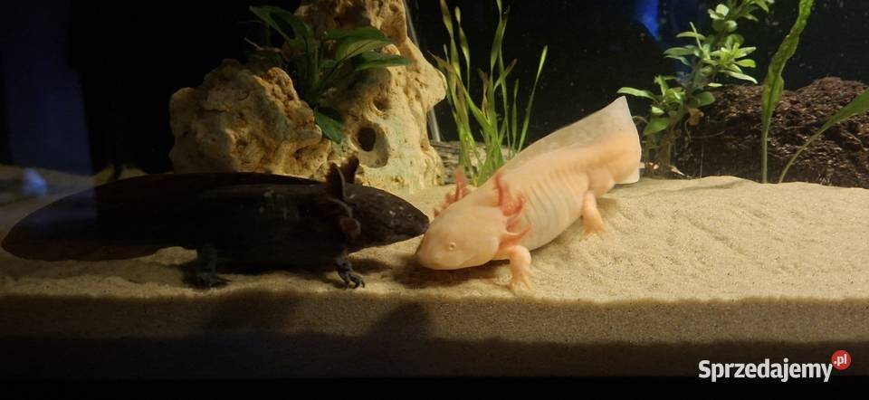Aksolotl Ambystoma mexicanum Hodowla mazowieckie Wyszków