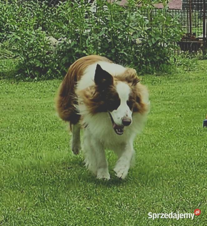 Border collie reproduktor krycia czekoladowy Radom usługi dla zwierząt