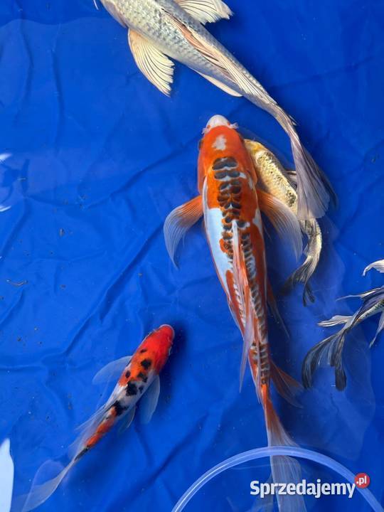 Karp koi long Fin Butterfy Dragon Fin Olsztyn