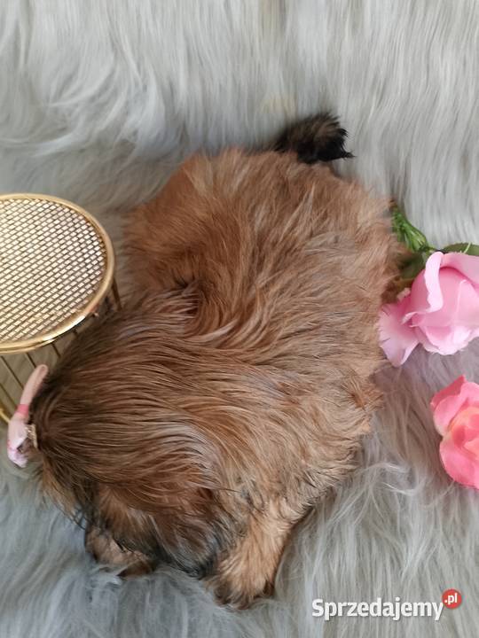 Gotowa do odbioru suczka rasy ShihTzu Syców