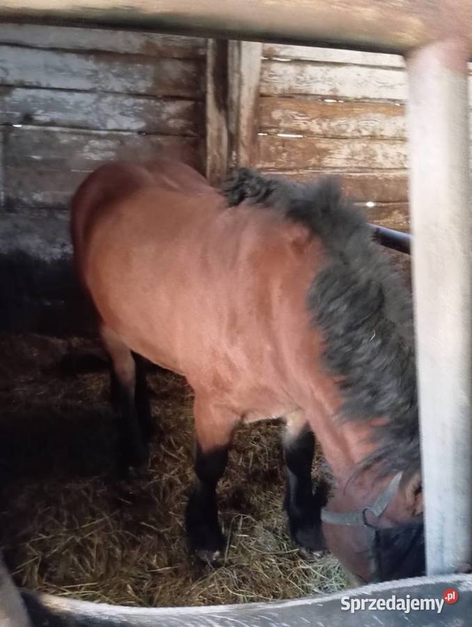 Konie klacze źrebaki podlaskie Wygoda sprzedam