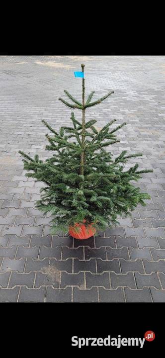 jodła kaukaska rosnąca w donicy kopana cięta60 Grójec