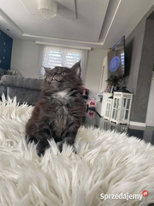 Ares kocurek Maine Coon Nowa Wieś Lęborska sprzedam
