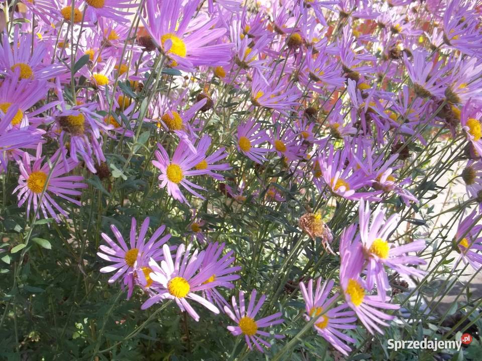 Irys syberyjski niebieskiZłocień ClaraCurtis Łódź sprzedam