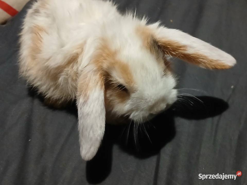 Mini lop niebieskooki Zwierzęta Radzymin
