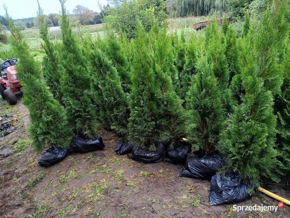 Tuja szmaragd Stęszew Mosina Poznań Iglaste