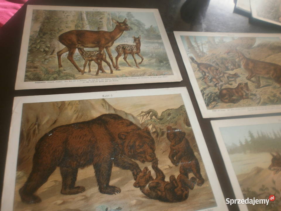ALBKULL UNIKATOWE PLAKATY SZKOLNE Zielona Góra